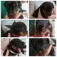 Rottweiler dogs Beautiful kc rottweiler puppies 3rd gen 3 left - Advert 3