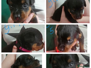 Rottweiler dogs Beautiful kc rottweiler puppies 3rd gen 3 left - Advert 5