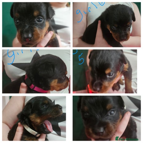 Rottweiler dogs Beautiful kc rottweiler puppies 3rd gen 3 left - Advert 10
