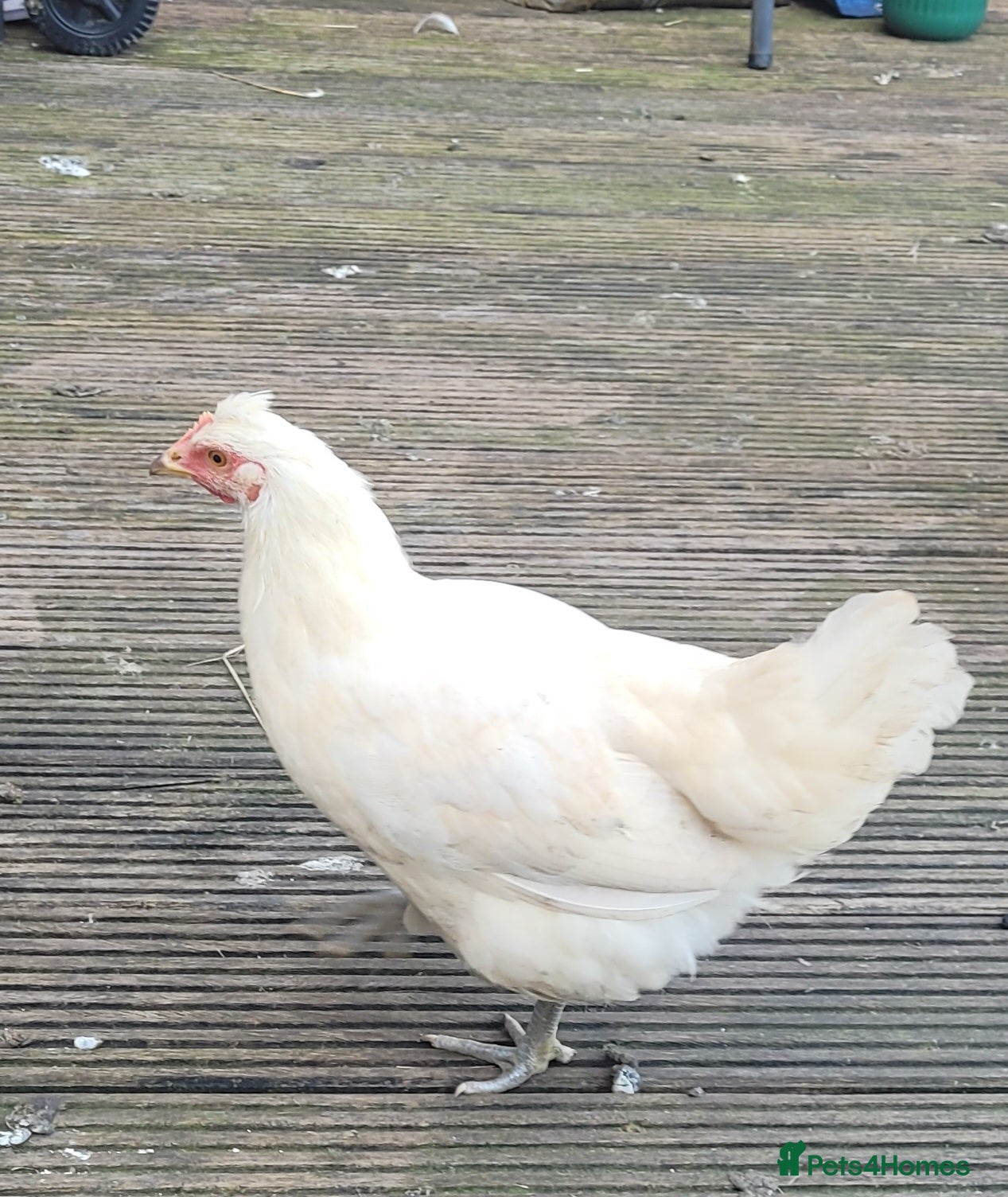 Chickens poultry Leghorn Only £10 - Advert 8