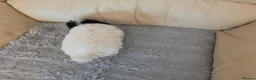 Toy Poodle dogs for sale: 🐩 Gorgeous Toy Poodle pups 🐩  - Advert 10