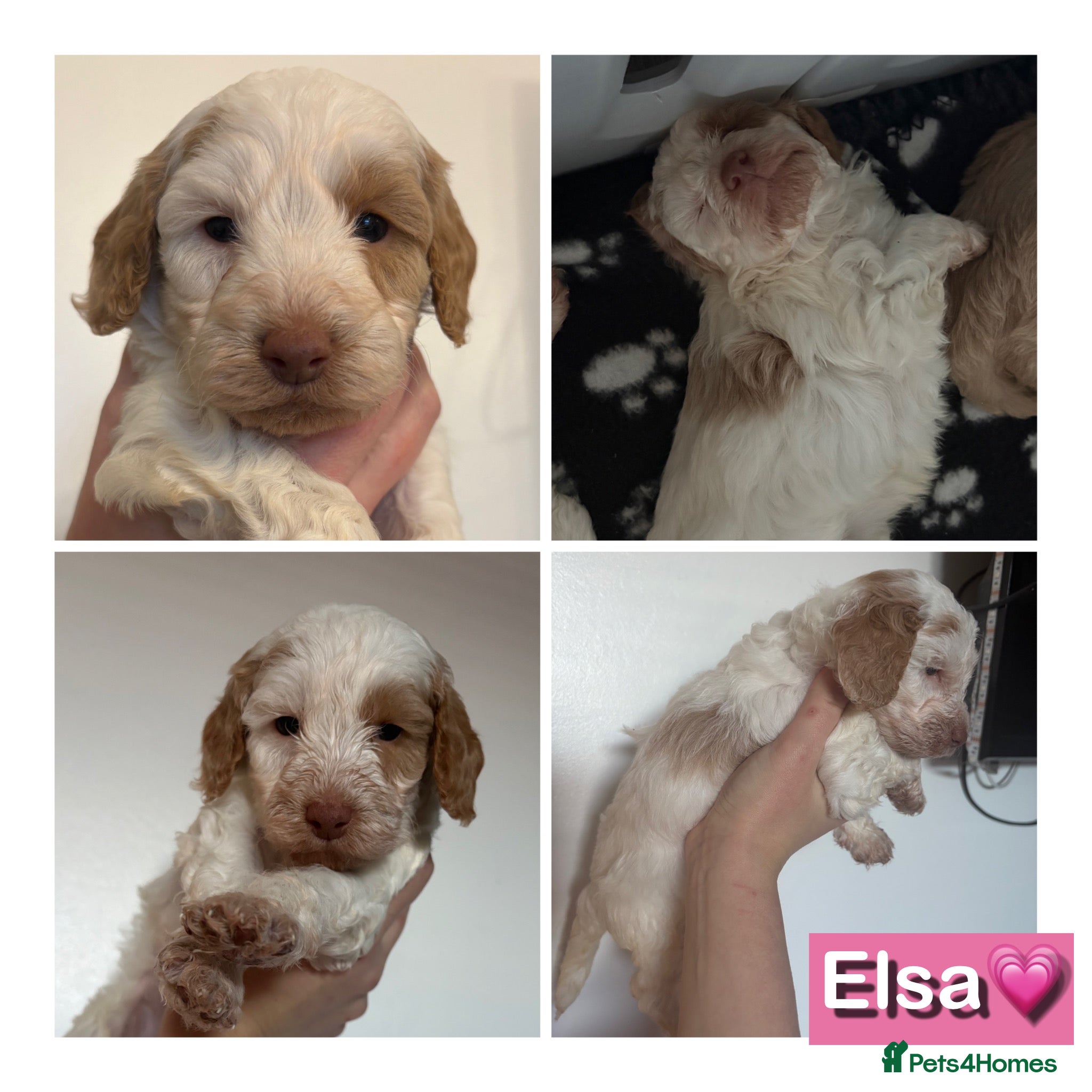 Cockapoo dogs 🐶🐾 Cockapoo puppies 🐶🐾 - Advert 9