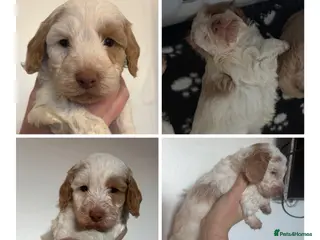 Cockapoo dogs 🐶🐾 Cockapoo puppies 🐶🐾 - Advert 15