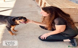 Mixed Breed dogs for adoption: Gambit, 5 yrs approx. Available for adoption. - Image 2