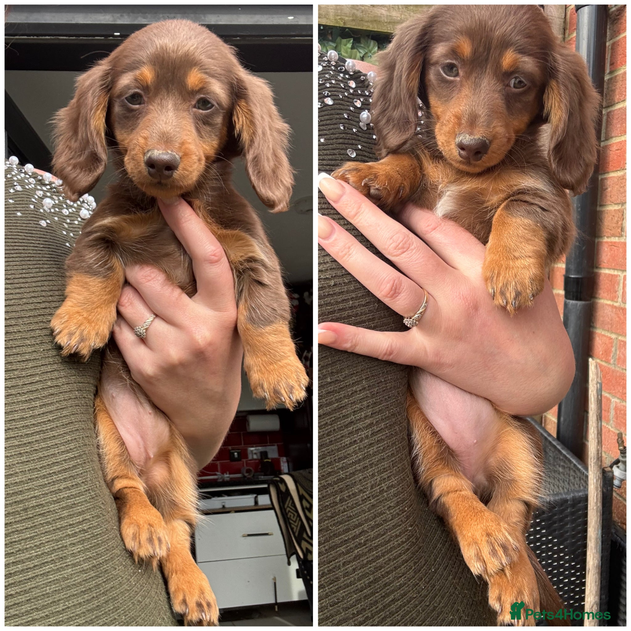 Miniature Dachshund dogs for sale: Miniature Long hair dachshund puppies  - Advert 14