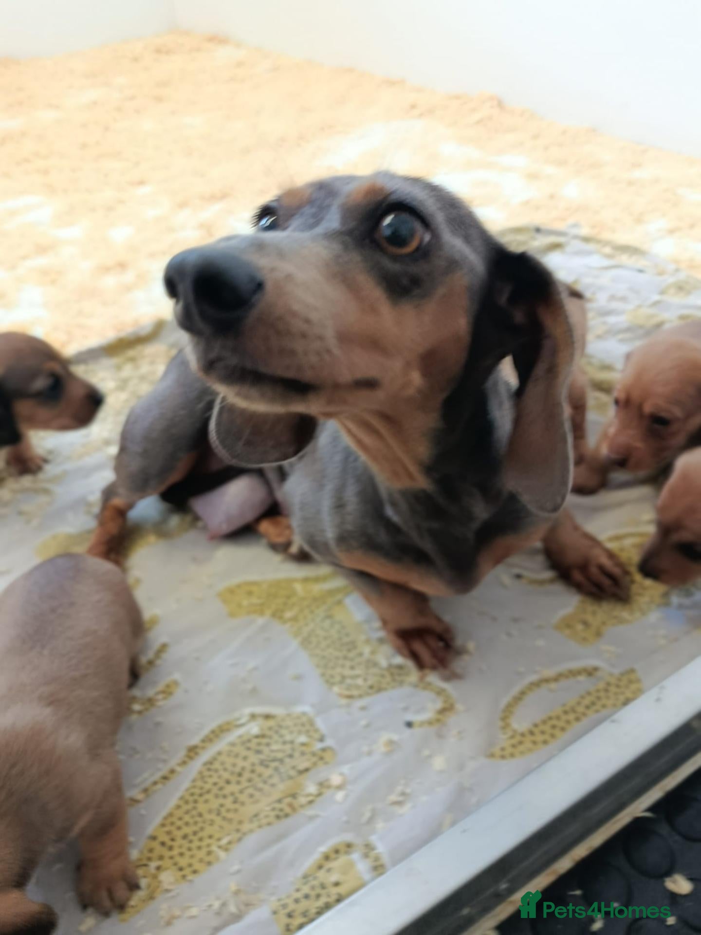 Miniature Dachshund dogs Quality Bred Health tested mini/pra clear  - Advert 2
