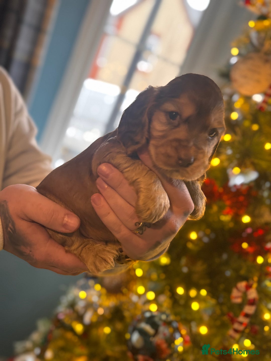 Cocker Spaniel dogs for sale: 3 cocker spaniel boys available call  **  - Advert 5