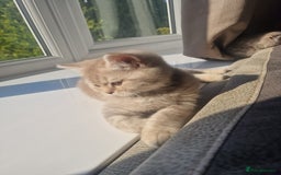 Scottish Fold cats for sale: Stunning TICA Registered Babies in Bolton - Image 6