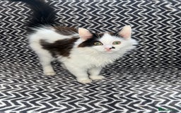 Mixed Breed cats for sale: Chocolate black and white kitten  - Image 7