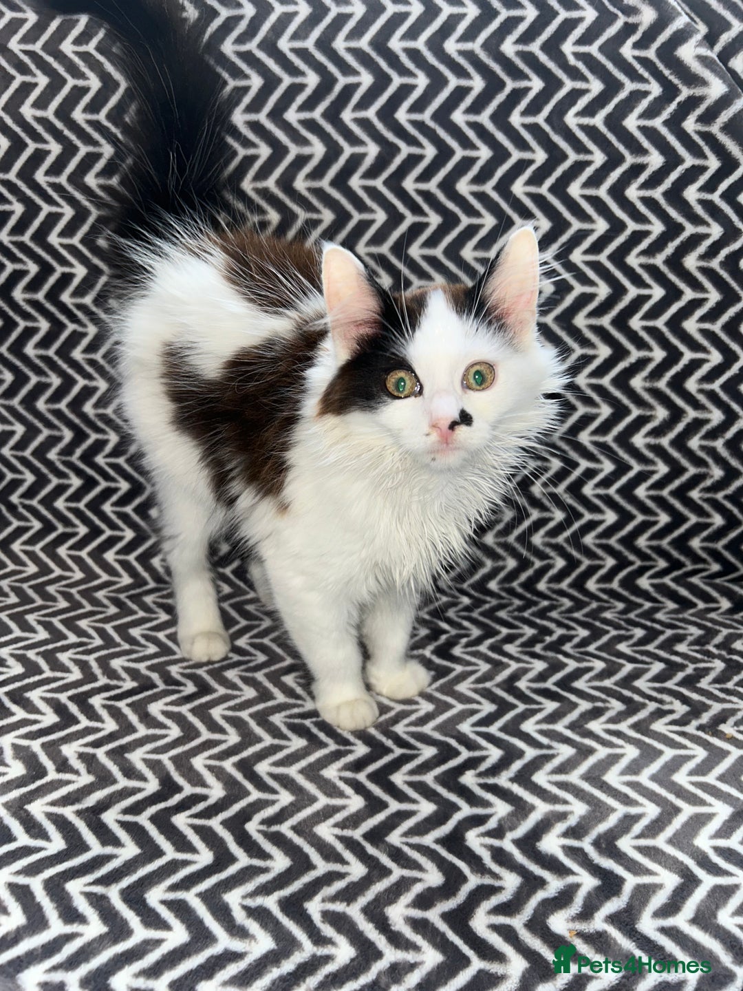 Mixed Breed cats for sale: Chocolate black and white kitten  - Image 7