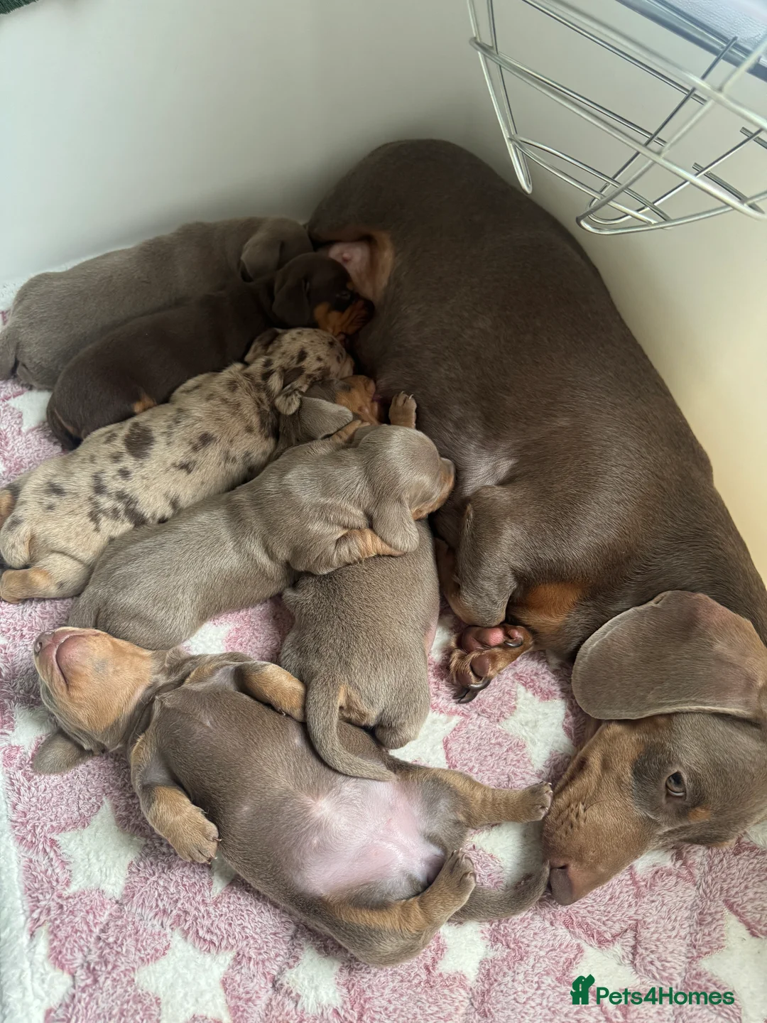 Miniature Dachshund dogs for sale: 2 beautiful Isabella and tan mini dachshunds  - Advert 11