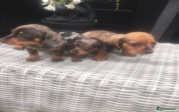 Dachshund dogs for sale: Ready now 5 miniature dashound    - Image 5