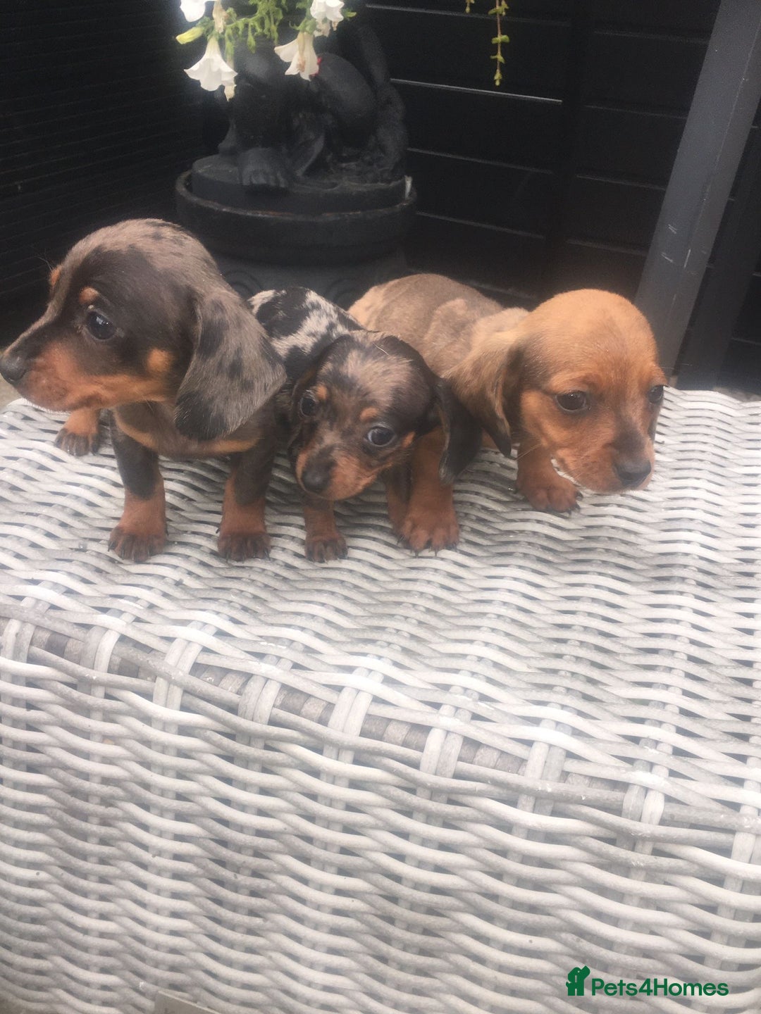 Dachshund dogs for sale: Ready now 5 miniature dashound    - Image 5
