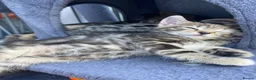 Mixed Breed cats for sale: Last female bengal x ASH x Bombaykittens 🐱 - Advert 8