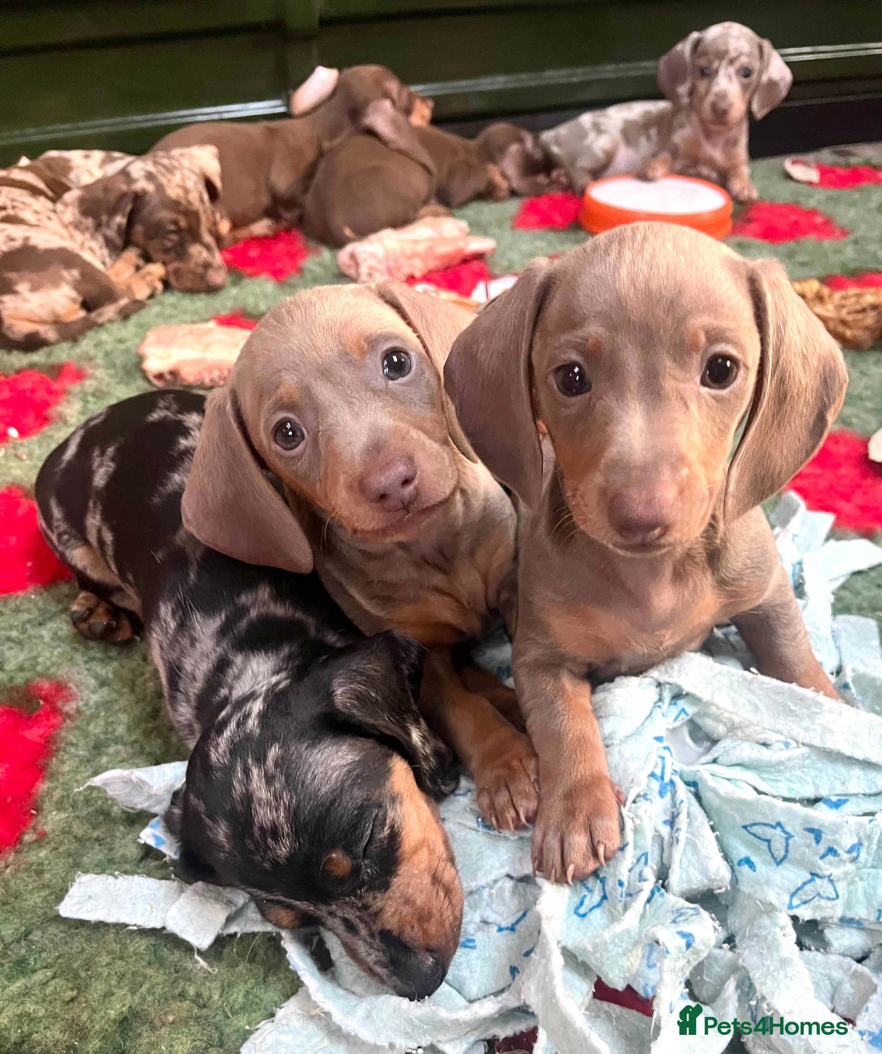 Miniature Dachshund dogs 2 Extremely clean and healthy KC boys available  - Advert 16