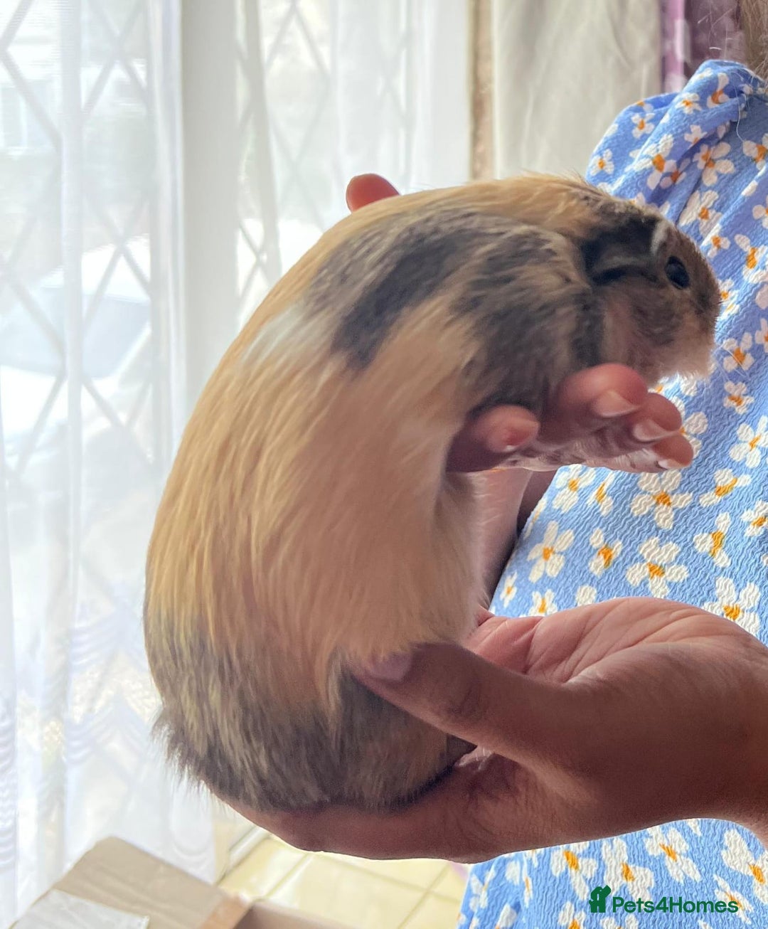 Guinea Pig rodents for sale: BEAUTIFUL MALE GUINEA PIG FOR SALE.SOFRIENDLY £20  - Advert 2