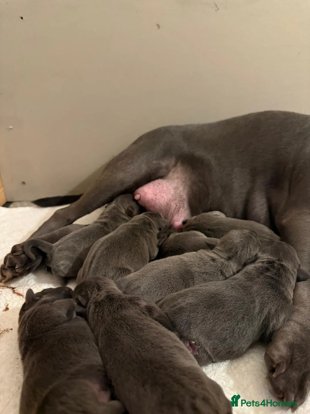 Staffordshire Bull Terrier dogs for sale: SUPERIOR BLUE STAFFORDSHIRE BULL TERRIER PUPS  - Advert 12