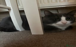 British Shorthair cats for sale: Beautiful grey haired male cat - Image 3