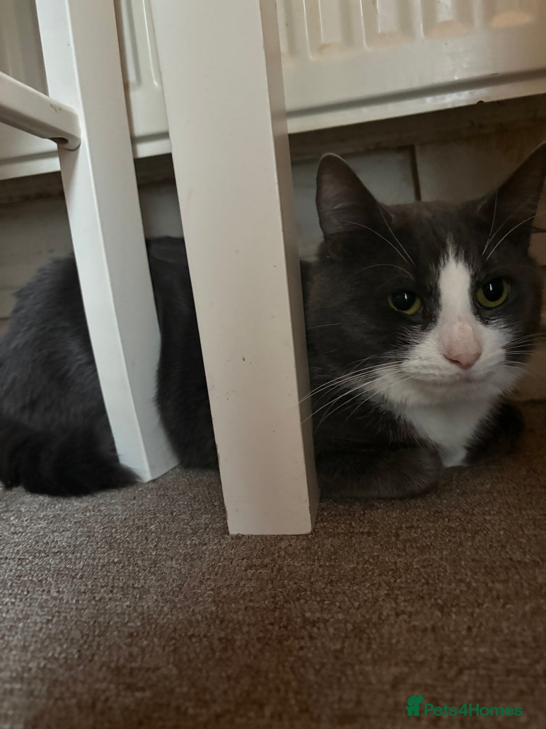 British Shorthair cats for sale: Beautiful grey haired male cat - Image 3