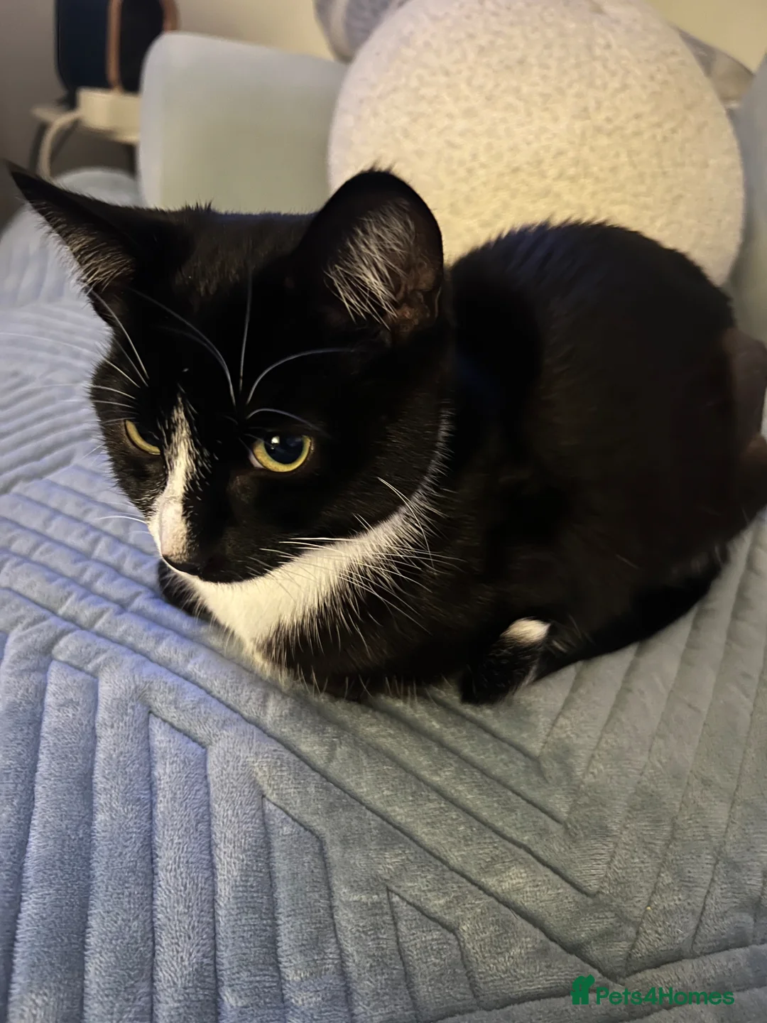 Domestic Shorthair cats for sale: Tuxedo Domestic short haired girl 8 months  in Oxford - Advert 2