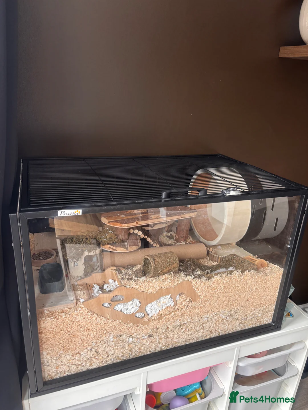 Hamster rodents for sale: Syrian hamster with full set up  in Sandbach - Advert 1