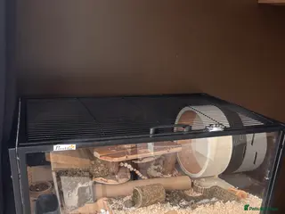 Hamster rodents Syrian hamster with full set up - Advert 2