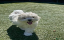 Maltipoo dogs for sale: Maltichon Puppy Looking for His Forever Home - Image 4