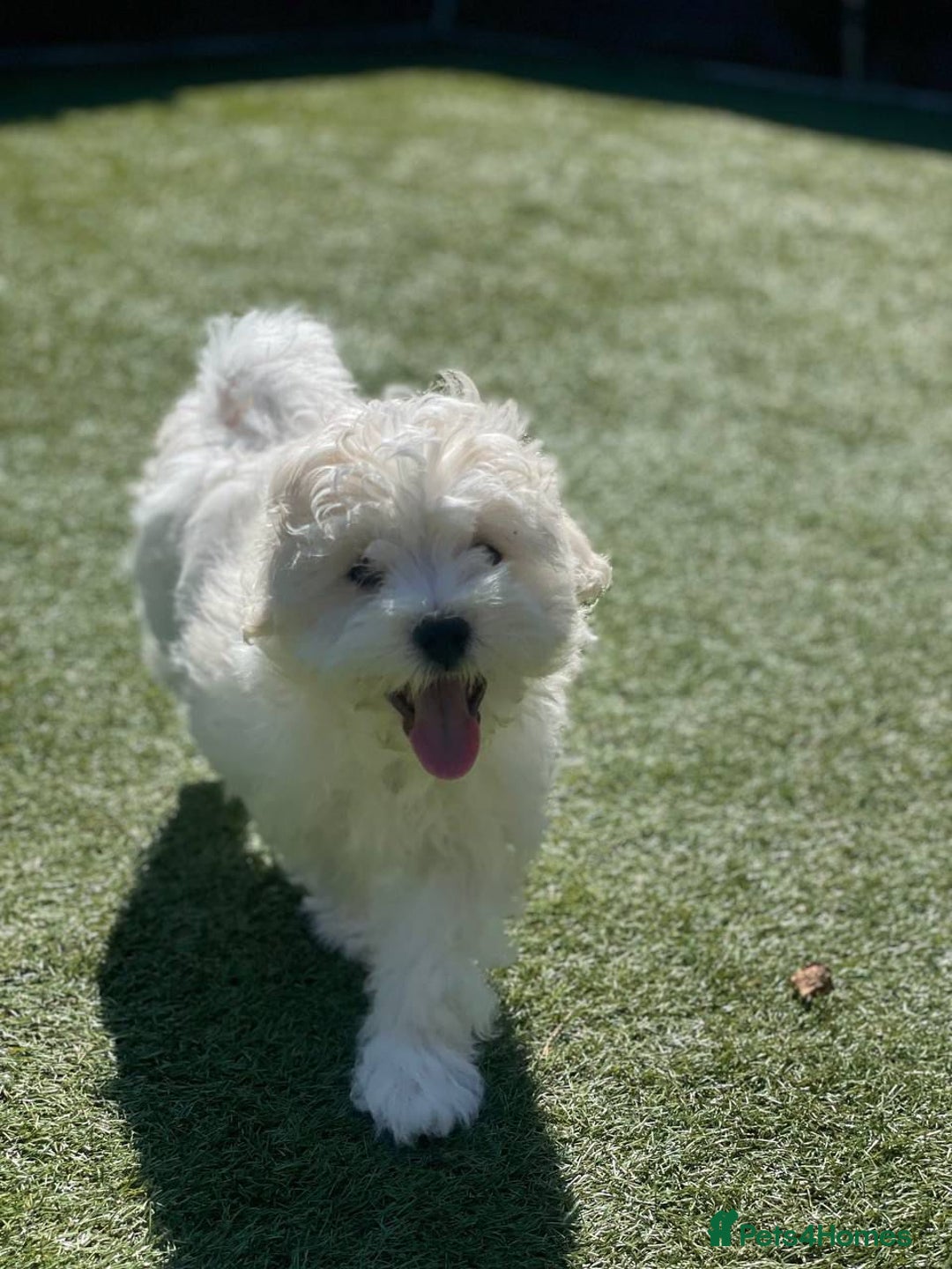 Maltipoo dogs for sale: Maltichon Puppy Looking for His Forever Home - Image 4