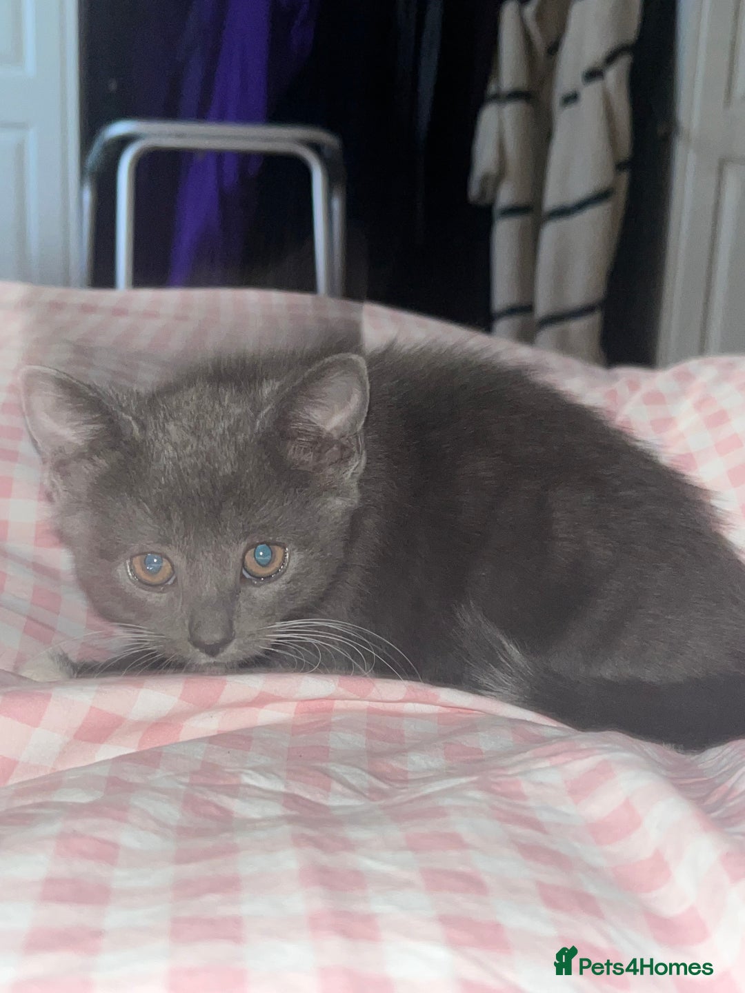 British Shorthair cats for sale: 3 kittens ready for collection  - Advert 4