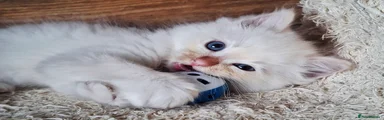 Ragdoll Kitten 2