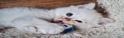 Ragdoll cats for sale: Beautiful TICA Registered Ragdoll Kittens  - Advert 3