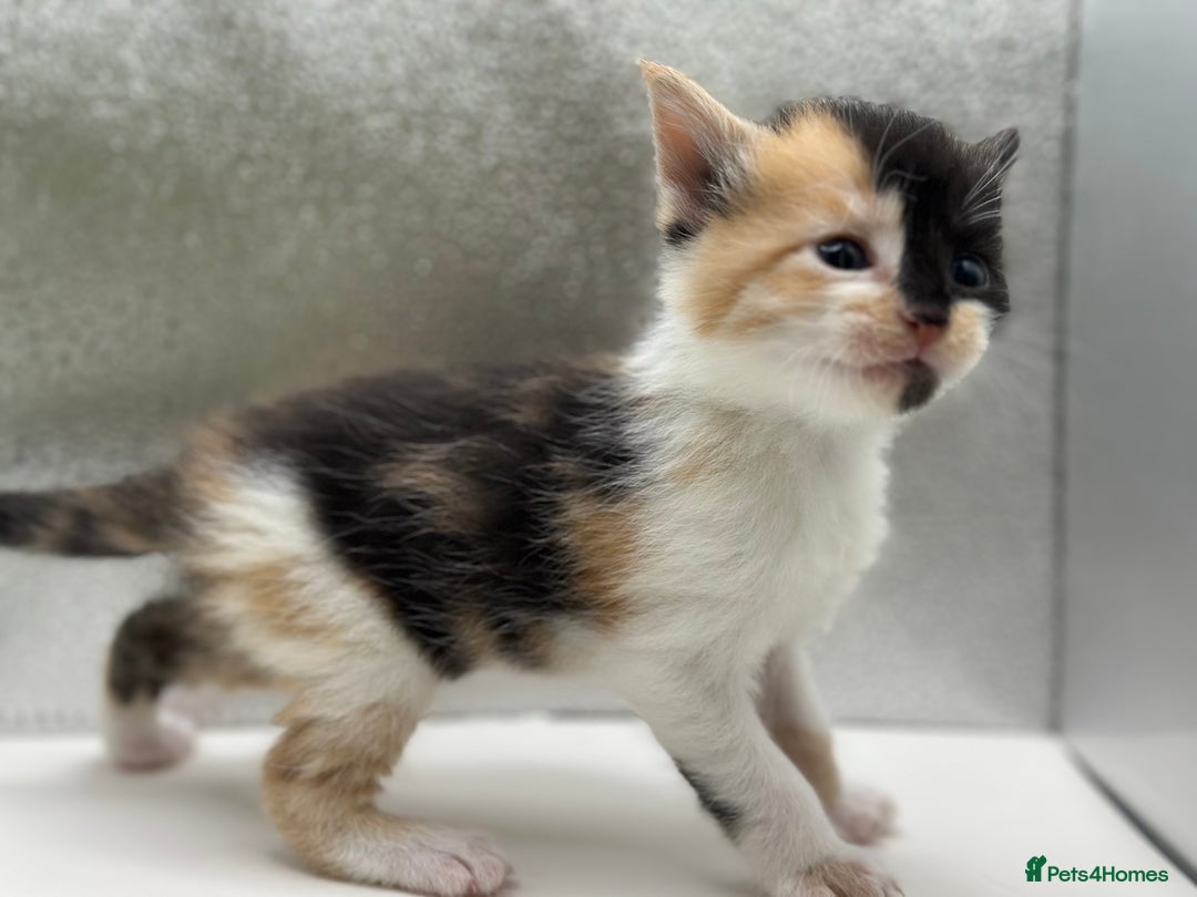 Maine Coon cats for sale: Main coon X  - Image 1