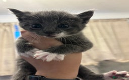 Mixed Breed cats for sale: Beautiful kittens ready for 5/11/28 - Image 10