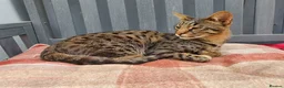 Savannah cats for sale: F3 Boy Brown Spotted Savannah TICA - Advert 1