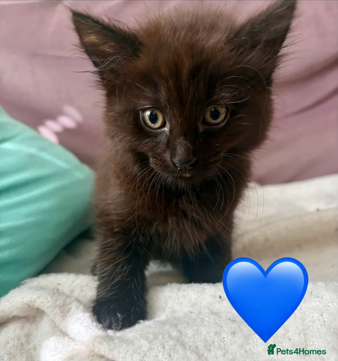 Mixed Breed cats for sale: Fluffiest of Fluff Balls - Advert 2