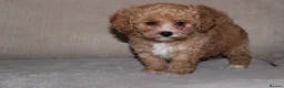 Poochon dogs for sale: F1 Poochon puppies Health Tested parents  - Advert 4