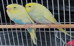 Budgerigars birds for sale: Beautiful Baby Budgies  - Image 6