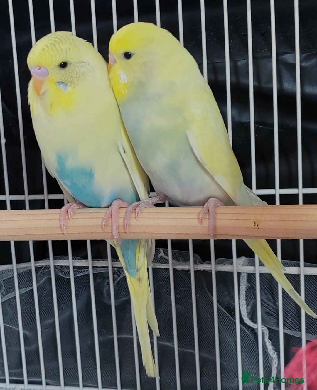 Budgerigars birds for sale: Beautiful Baby Budgies  - Image 6