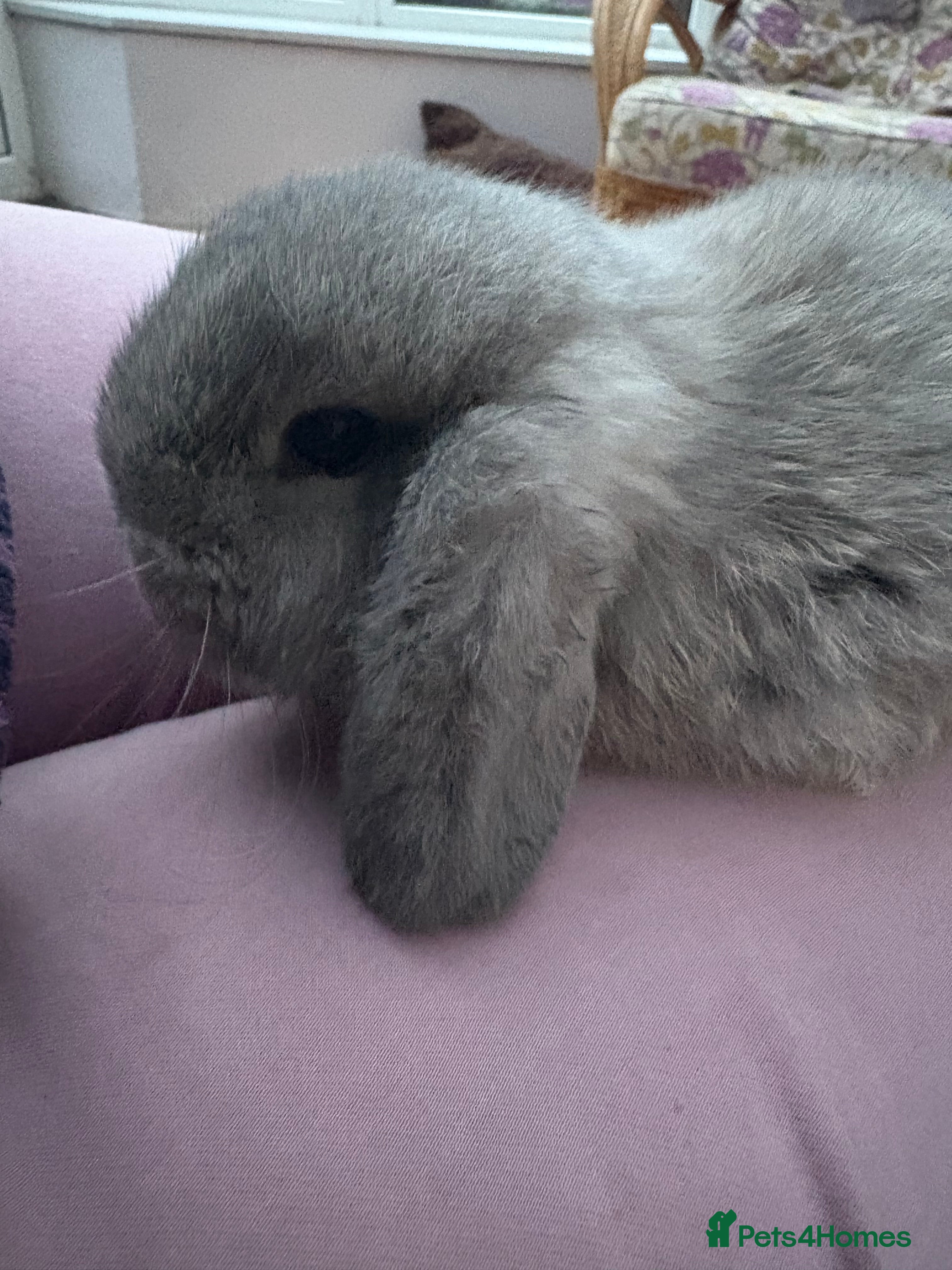 Mini Lop rabbits Raised indoors mini lop and lion lops/vaccinated   - Advert 12