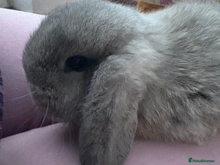 Mini Lop rabbits Raised indoors mini lop and lion lops/vaccinated - Advert 16