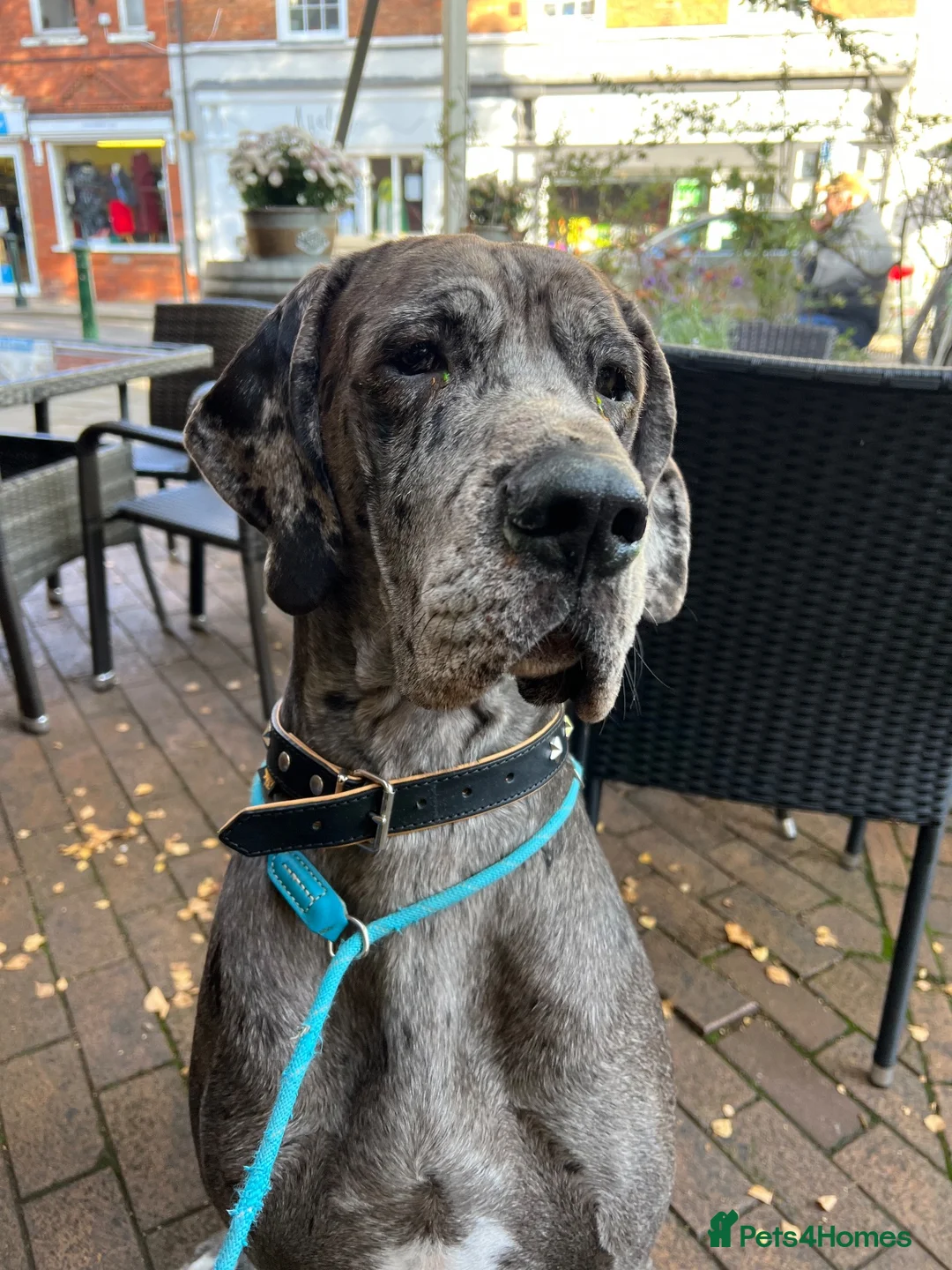 Great Dane dogs for sale: WINNIE THE GREAT DANE  - Advert 7
