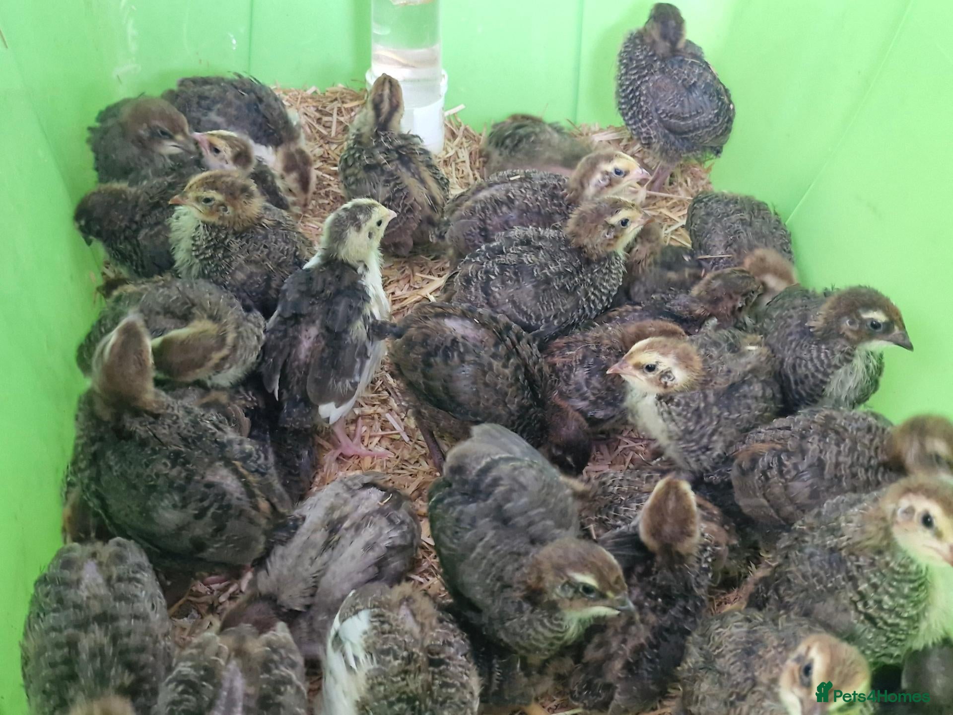 Quail poultry 36 Quail Chicks for Sale Nearly 2 Weeks Old - Advert 1