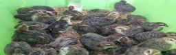 Quail poultry for sale: 20 Quail Chicks OFF HEAT - Advert 1