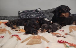 Miniature Dachshund dogs for sale: KC Register miniature dachshunds smooth coat - Image 11