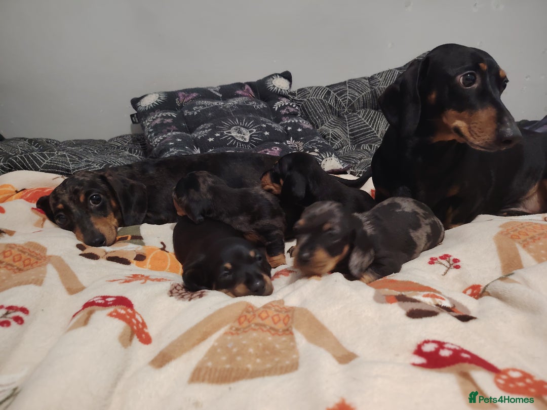 Miniature Dachshund dogs for sale: KC Register miniature dachshunds smooth coat - Image 11