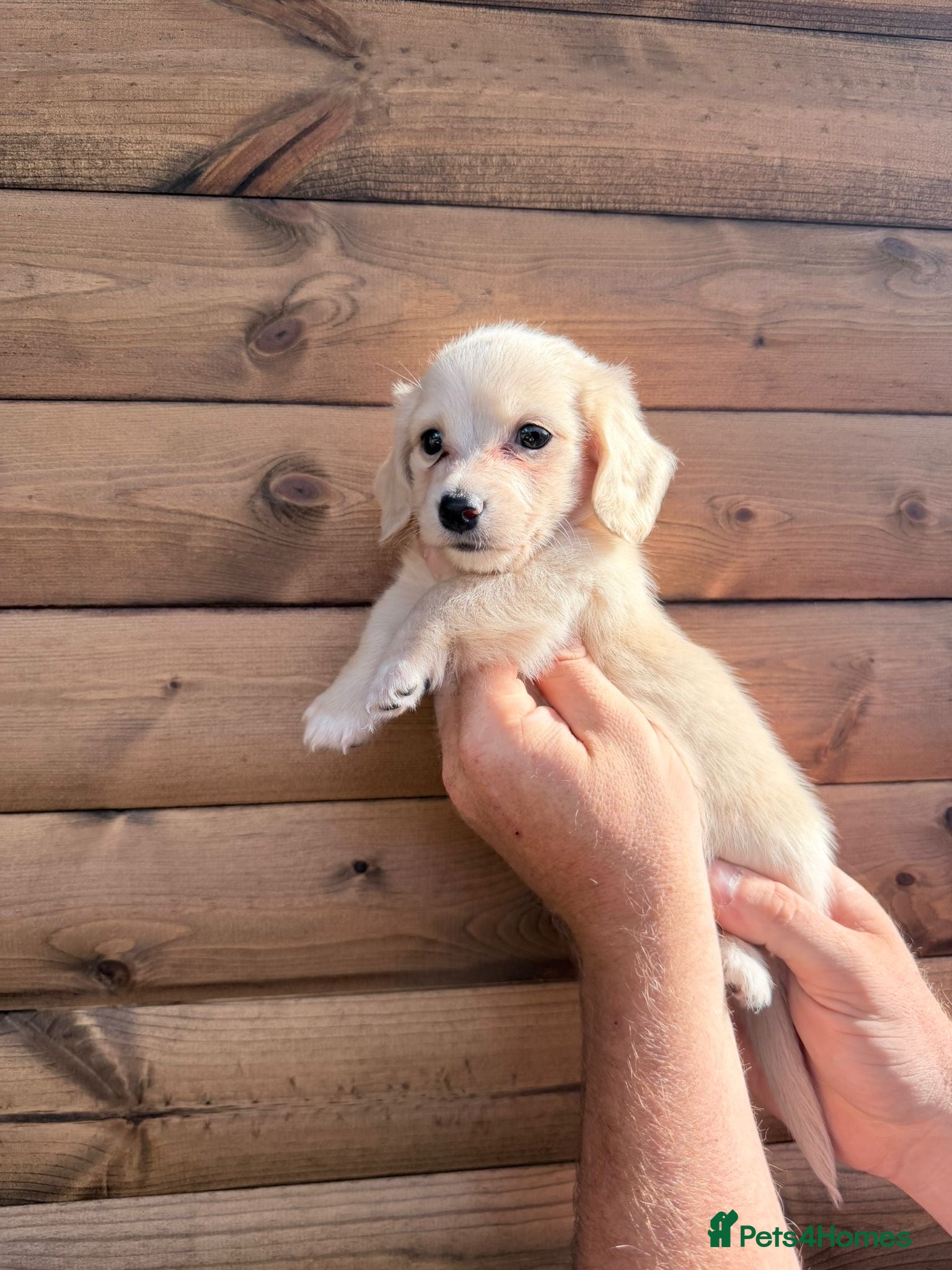 Miniature Dachshund dogs Last long hair cream boy left !  - Advert 18