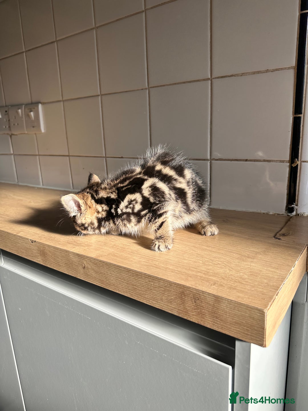 British Shorthair cats for sale: 3 Kittens - Advert 9