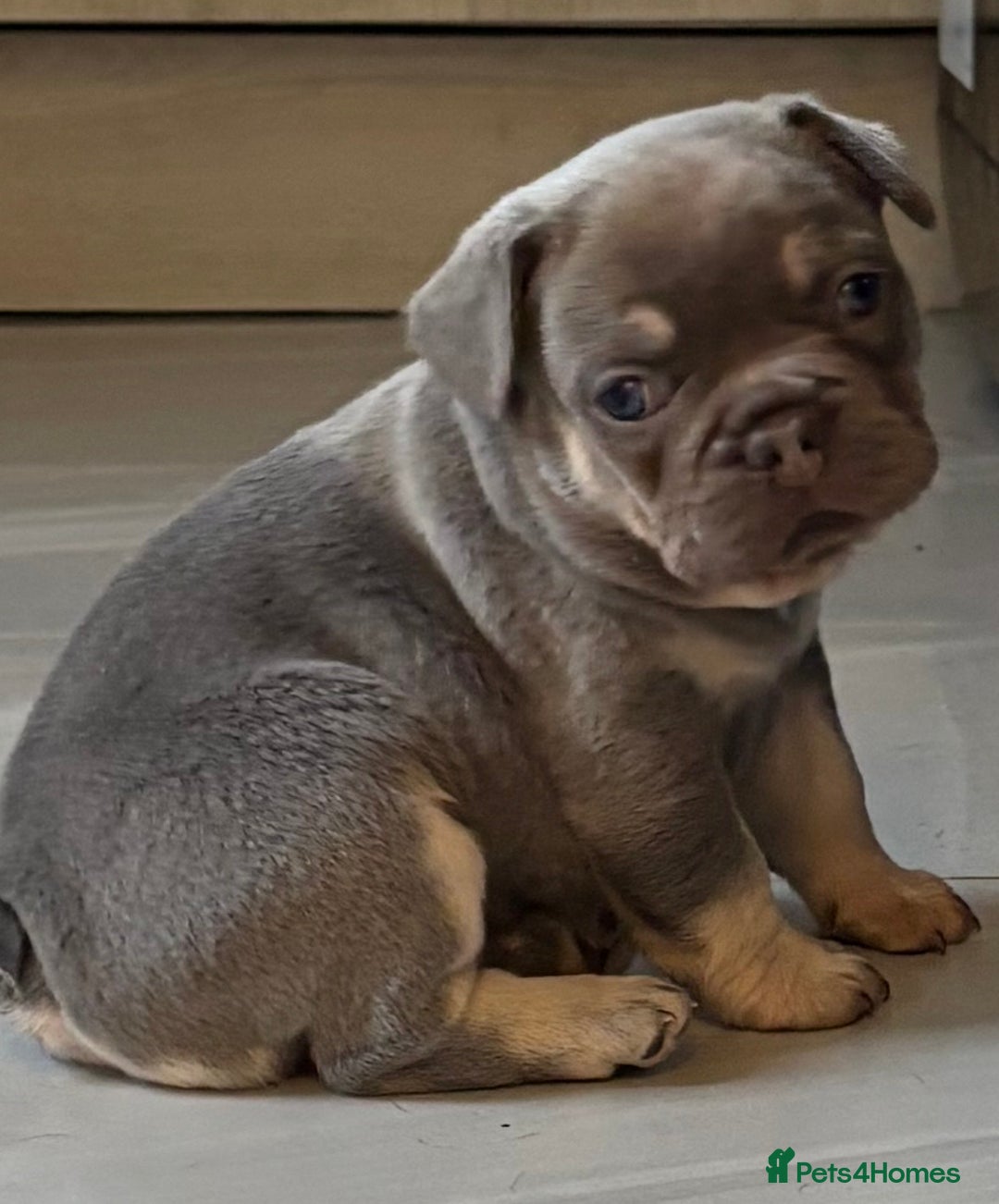French Bulldog dogs for sale: 🤎🐻 Beautiful Quality Baby Dogs 🐻🤎 - Advert 9
