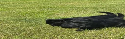 Scottish Terrier dogs for sale: Scottish terrier pups KC registered  - Advert 15