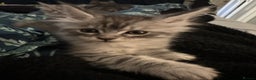 Maine Coon cats for sale: Purebred Maine Coon Stunning Kittens - Advert 2